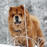 7 Wallpapers In Chow Chow Wallpapers