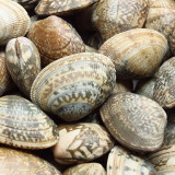 7 Wallpapers In Clams Wallpapers