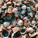 2 Wallpapers In Cockle Wallpapers