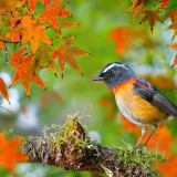 8 Wallpapers In Collared Bush Robin Wallpapers