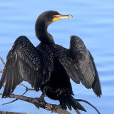 8 Wallpapers In Cormorant Wallpapers
