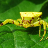 8 Wallpapers In Crab Spiders Wallpapers