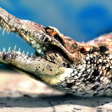 8 Wallpapers In Crocodile Wallpapers