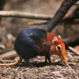 7 Wallpapers In Elephant Shrew Wallpapers