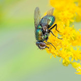 8 Wallpapers In Fly Insect Wallpapers