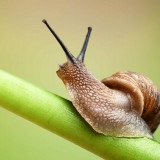 8 Wallpapers In Garden Snail Wallpapers