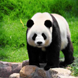 8 Wallpapers In Giant Pandas Wallpapers