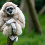8 Wallpapers In Gibbon Wallpapers