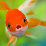 16 Wallpapers In Goldfish Wallpapers
