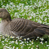 7 Wallpapers In Goose Wallpapers