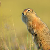 8 Wallpapers In Gopher Wallpapers