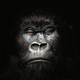 8 Wallpapers In Gorilla Wallpapers