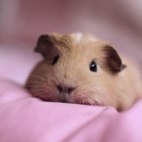 8 Wallpapers In Guinea Pigs Wallpapers