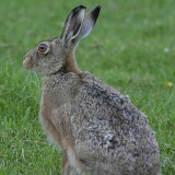 8 Wallpapers In Hares Wallpapers