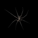 8 Wallpapers In Harvestmen Wallpapers