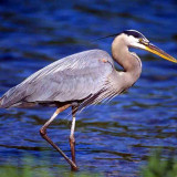8 Wallpapers In Herons Wallpapers