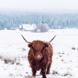 7 Wallpapers In Highland Cow Wallpapers