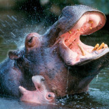 8 Wallpapers In Hippopotamus Wallpapers