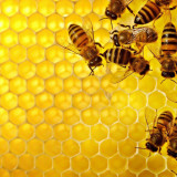 11 Wallpapers In Honey Bee Wallpapers