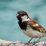 8 Wallpapers In House Sparrow Wallpapers