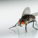 8 Wallpapers In Housefly Wallpapers