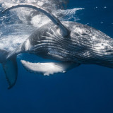 8 Wallpapers In Humpback Whale Wallpapers