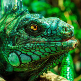 9 Wallpapers In Iguana Wallpapers