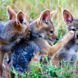 8 Wallpapers In Jackals Wallpapers