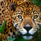16 Wallpapers In Jaguar Wallpapers
