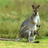8 Wallpapers In Kangaroo Hd Wallpapers