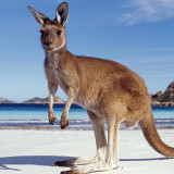 11 Wallpapers In Kangaroo Wallpapers
