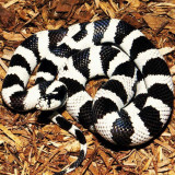 8 Wallpapers In Kingsnakes Wallpapers