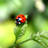 8 Wallpapers In Ladybird Beetle Wallpapers