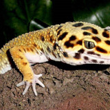 8 Wallpapers In Leopard Lizards Wallpapers