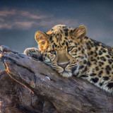 8 Wallpapers In Leopards Wallpapers