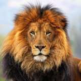 71 Wallpapers In Lion Wallpapers