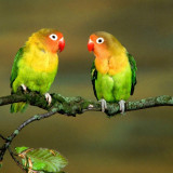8 Wallpapers In Lovebirds Wallpapers