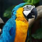 12 Wallpapers In Macaw Wallpapers