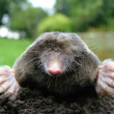 7 Wallpapers In Mole Animal Wallpapers