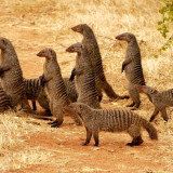 8 Wallpapers In Mongooses Wallpapers