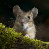 4 Wallpapers In Mouse Wallpapers