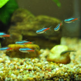 7 Wallpapers In Neon Tetra Wallpapers