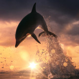8 Wallpapers In Oceanic Dolphins Wallpapers