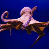 13 Wallpapers In Octopus Wallpapers