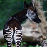 8 Wallpapers In Okapis Wallpapers