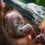7 Wallpapers In Orangutan Wallpapers
