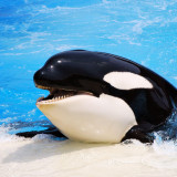 10 Wallpapers In Orca Wallpapers