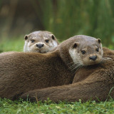 7 Wallpapers In Otters Wallpapers