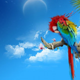 18 Wallpapers In Parrot Wallpapers