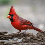 7 Wallpapers In Pied Northern Cardinal Wallpapers